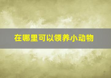 在哪里可以领养小动物