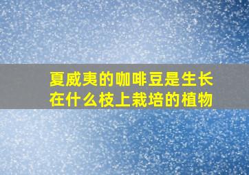 夏威夷的咖啡豆是生长在什么枝上栽培的植物