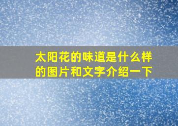 太阳花的味道是什么样的图片和文字介绍一下