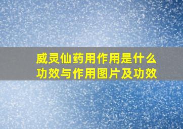 威灵仙药用作用是什么功效与作用图片及功效