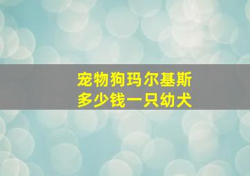 宠物狗玛尔基斯多少钱一只幼犬