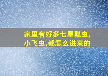 家里有好多七星瓢虫,小飞虫,都怎么进来的