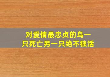 对爱情最忠贞的鸟一只死亡另一只绝不独活