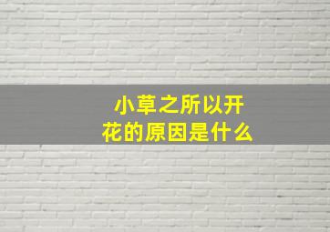 小草之所以开花的原因是什么