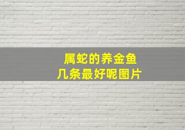 属蛇的养金鱼几条最好呢图片