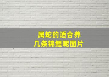 属蛇的适合养几条锦鲤呢图片