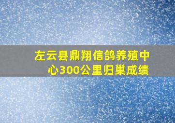 左云县鼎翔信鸽养殖中心300公里归巢成绩