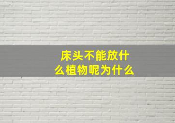 床头不能放什么植物呢为什么