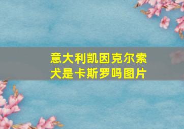 意大利凯因克尔索犬是卡斯罗吗图片