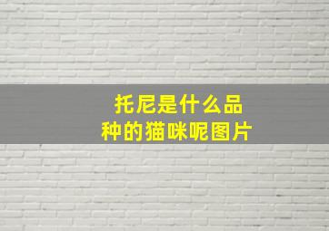 托尼是什么品种的猫咪呢图片