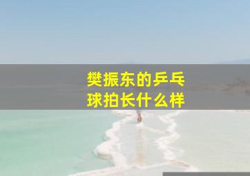 樊振东的乒乓球拍长什么样