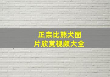 正宗比熊犬图片欣赏视频大全