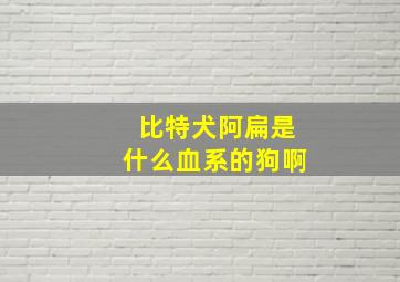 比特犬阿扁是什么血系的狗啊