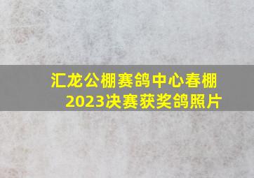 汇龙公棚赛鸽中心春棚2023决赛获奖鸽照片