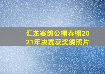 汇龙赛鸽公棚春棚2021年决赛获奖鸽照片