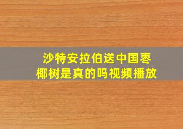 沙特安拉伯送中国枣椰树是真的吗视频播放