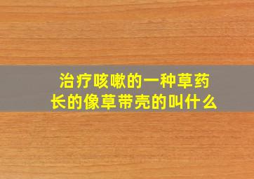 治疗咳嗽的一种草药长的像草带壳的叫什么