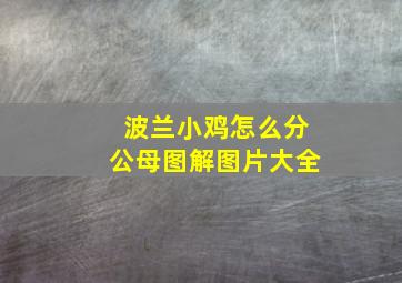 波兰小鸡怎么分公母图解图片大全