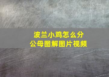 波兰小鸡怎么分公母图解图片视频