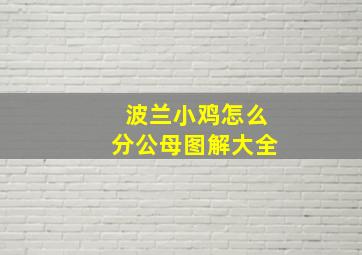 波兰小鸡怎么分公母图解大全