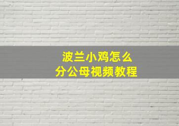 波兰小鸡怎么分公母视频教程