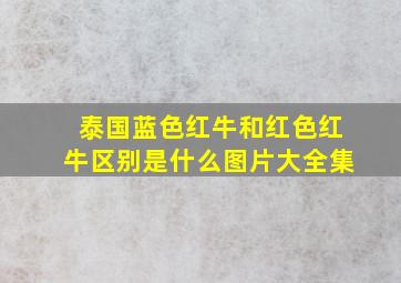 泰国蓝色红牛和红色红牛区别是什么图片大全集