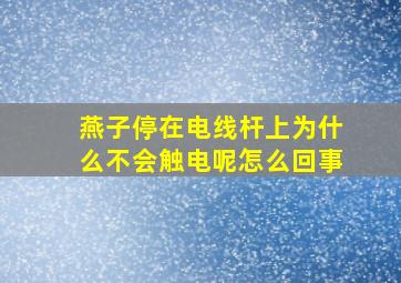 燕子停在电线杆上为什么不会触电呢怎么回事