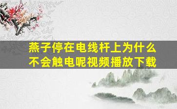 燕子停在电线杆上为什么不会触电呢视频播放下载