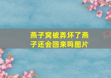 燕子窝被弄坏了燕子还会回来吗图片