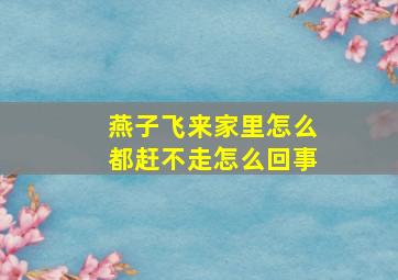 燕子飞来家里怎么都赶不走怎么回事