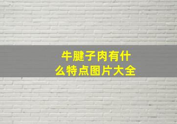 牛腱子肉有什么特点图片大全