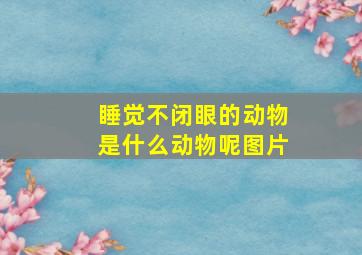 睡觉不闭眼的动物是什么动物呢图片