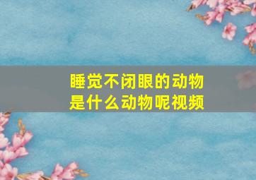 睡觉不闭眼的动物是什么动物呢视频