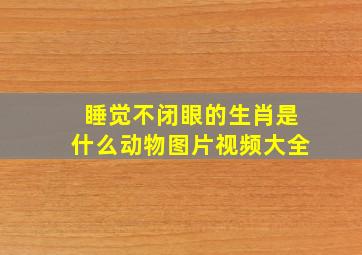 睡觉不闭眼的生肖是什么动物图片视频大全