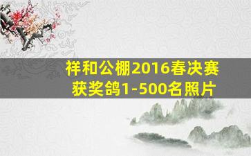 祥和公棚2016春决赛获奖鸽1-500名照片