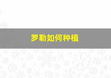 罗勒如何种植