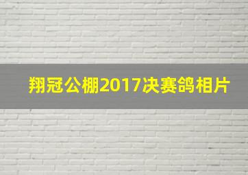 翔冠公棚2017决赛鸽相片