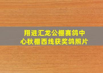 翔进汇龙公棚赛鸽中心秋棚西线获奖鸽照片