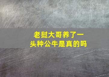 老挝大哥养了一头种公牛是真的吗