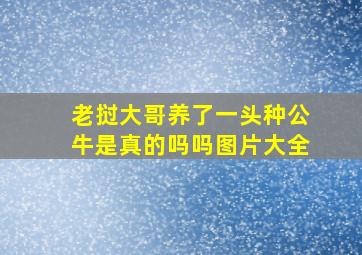 老挝大哥养了一头种公牛是真的吗吗图片大全