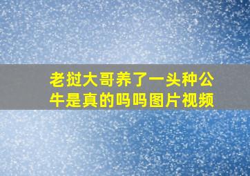 老挝大哥养了一头种公牛是真的吗吗图片视频