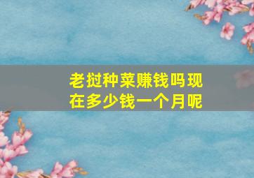 老挝种菜赚钱吗现在多少钱一个月呢