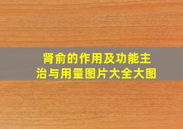 肾俞的作用及功能主治与用量图片大全大图