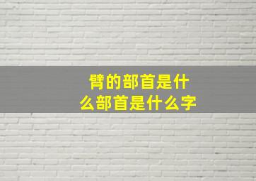 臂的部首是什么部首是什么字