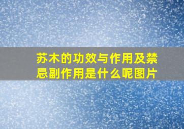 苏木的功效与作用及禁忌副作用是什么呢图片