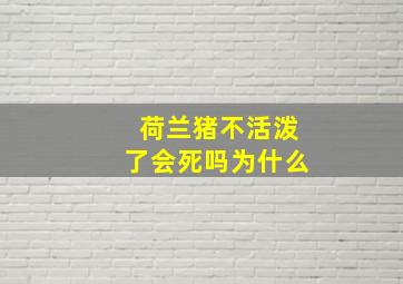 荷兰猪不活泼了会死吗为什么