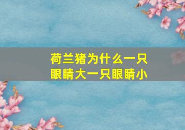 荷兰猪为什么一只眼睛大一只眼睛小