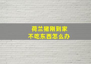 荷兰猪刚到家不吃东西怎么办