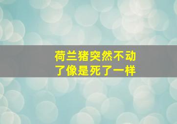 荷兰猪突然不动了像是死了一样