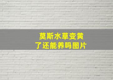 莫斯水草变黄了还能养吗图片